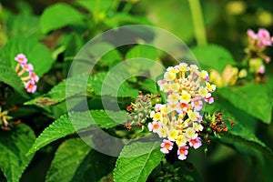 yellow pink lantana camara flower blooming in garden