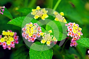 yellow pink lantana camara flower blooming in garden