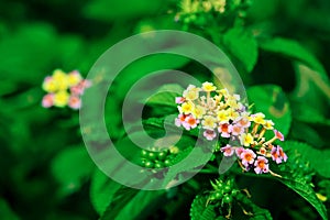 yellow pink lantana camara flower blooming in garden