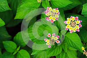 yellow pink lantana camara flower blooming in garden