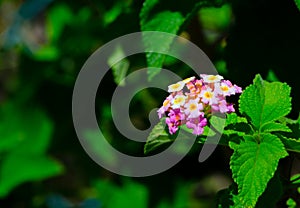 Yellow-pink Lantana camara Verbenaceae flowers in a spring season at a botanical garden.