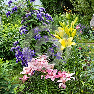 Yellow and pink lilies and blue clematis growing in the garden