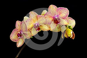 Yellow and pink moth orchid phalaenopsis stem on black