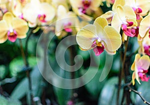 Yellow Pink Orchid