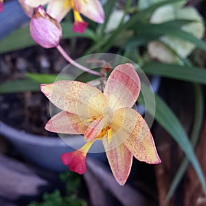 Yellow pink orchid