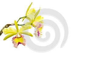 Yellow - pink orchid, cattleya