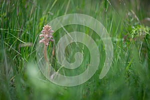 Orobanche plant broomrape on a meadow in the Slovak Little Carpathian Mountains close town stupava