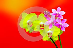 Yellow and pink phalaenopsis orchids abstract gradient background