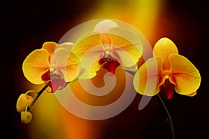Yellow and pink phalaenopsis orchids on dark abstract gradient background