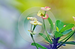 Yellow-pink Poi Sian flowers