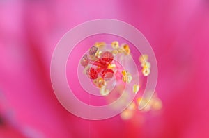 Un rosa cereali da rosa fiore 