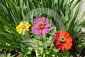 Yellow, pink and red flowers of Zinnia elegans in July