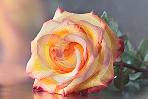 Yellow-pink rose