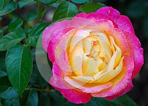 Yellow Pink Rose