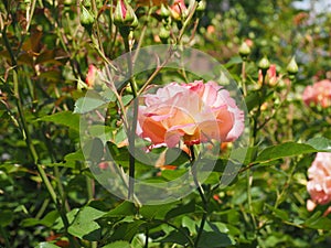yellow pink rose flower