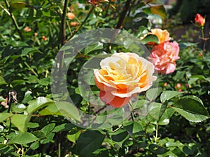 yellow pink rose flower