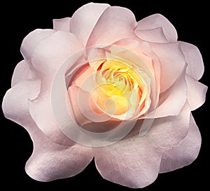 Yellow-pink   rose  flower  on black  isolated background with clipping path. Closeup. Flower on a green stem.