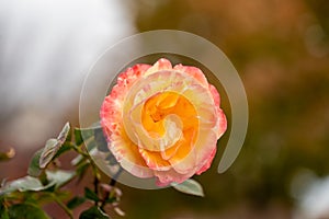 Yellow Pink Rose Flower blossom on a live plant with green leaves in garden