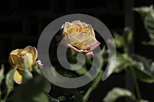 Yellow pink rose flower close-up on green blurred background