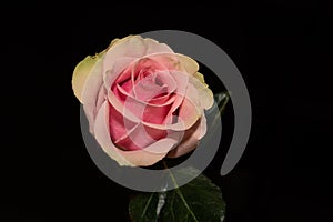 Yellow pink rose flower on dark background