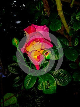 yellow pink rose flower and green leaves