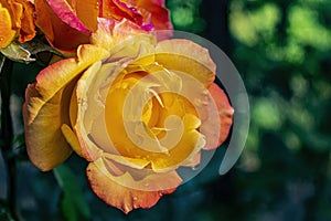 Yellow-pink rose flower with raindrops and sunny texture closeup