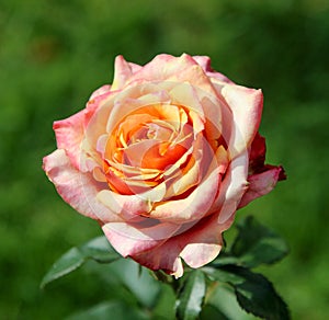 A yellow-pink rose flower with slightly damaged petals