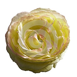 Yellow-pink rose flower on white isolated background with clipping path. no shadows. Closeup.