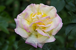 Yellow Pink Rose Summer Flower