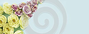 Yellow and pink roses on blue background. Space for text.  Banner format.  Greeting card concept.