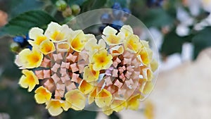 yellow pink round flowers, women& x27;s day, figure eight, plant