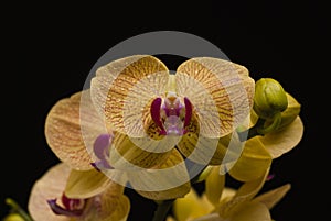 Yellow with pink striped orchid on black background