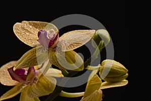 Yellow with pink striped orchid on black background
