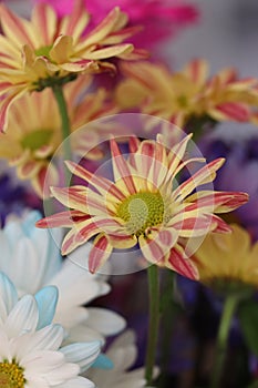 Yellow-pink striped and white daisy flowers with green stems