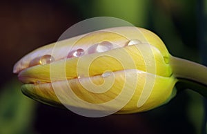 A yellow-pink tulip with droplets on blurred background.