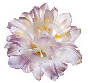 Yellow-pink  tulip flower  on white isolated background with clipping path. Closeup. For design.