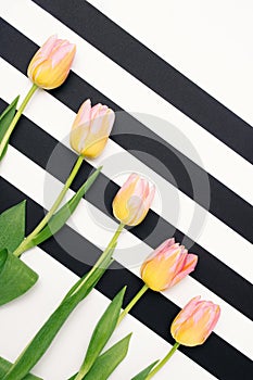 Yellow-pink tulips arranged diagonally on background of black and white lines. Floral concept