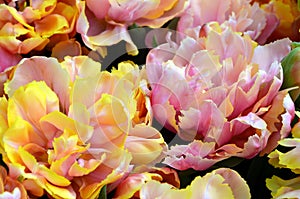 Yellow-pink tulips background