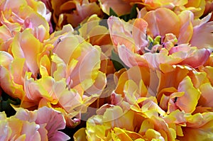 Yellow-pink tulips background