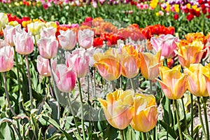 Yellow and pink tulips in a flowerbed