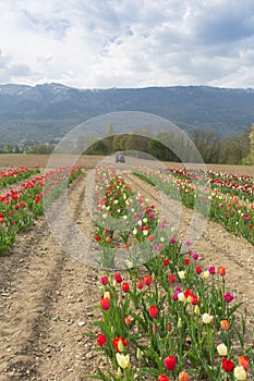 Yellow pink tulips in the garden in hand