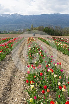 Yellow pink tulips in the garden in hand