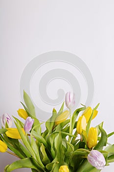 Yellow and pink tulips on on gray background. Copy space