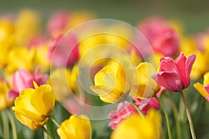 Yellow and pink tulips