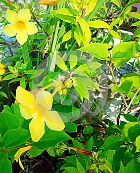 Yellow pinwheel flower in the garden