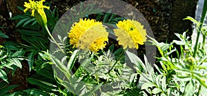 A yellow pistil and double yellow flowers on green leaves