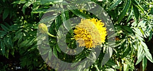 Yellow pistil and flower asterea