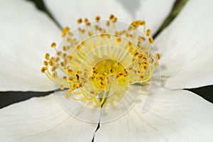 Yellow pistil flower macro