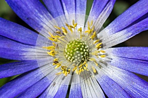 Yellow pistils on blue flower in spring sun - extreme macro
