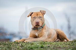 Yellow Pit Bull terrier dog lying on grass